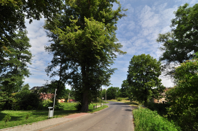 Nowaki - lipa przydrożna